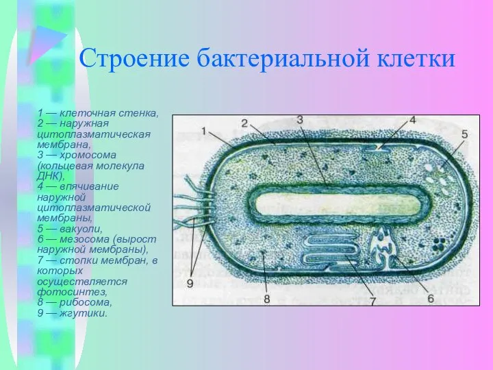 Строение бактериальной клетки 1 — клеточная стенка, 2 — наружная цитоплазматическая