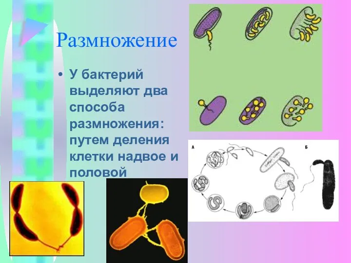 Размножение У бактерий выделяют два способа размножения: путем деления клетки надвое и половой