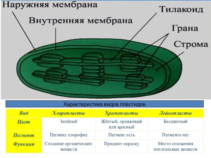 Пластиды - это энергетические станции растительной клетки. Пластиды могут превращаться из