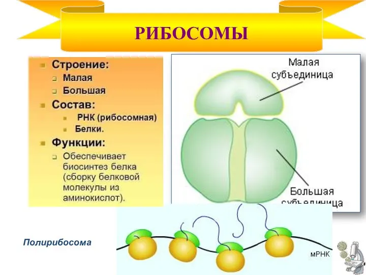 Полирибосома РИБОСОМЫ