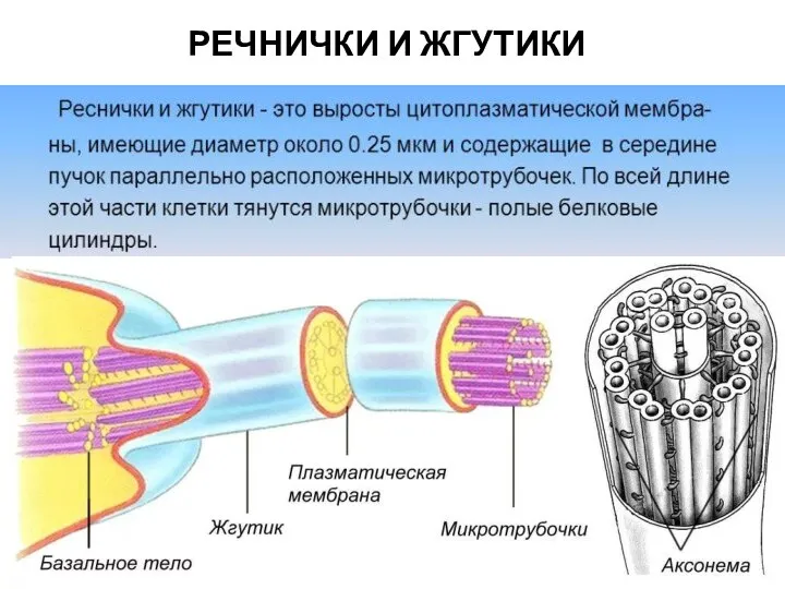 РЕЧНИЧКИ И ЖГУТИКИ