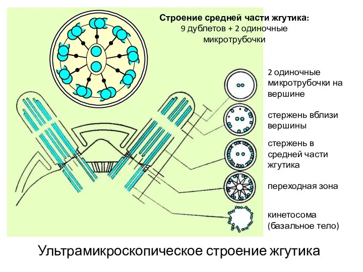 Ультрамикроскопическое строение жгутика Строение средней части жгутика: 9 дублетов + 2