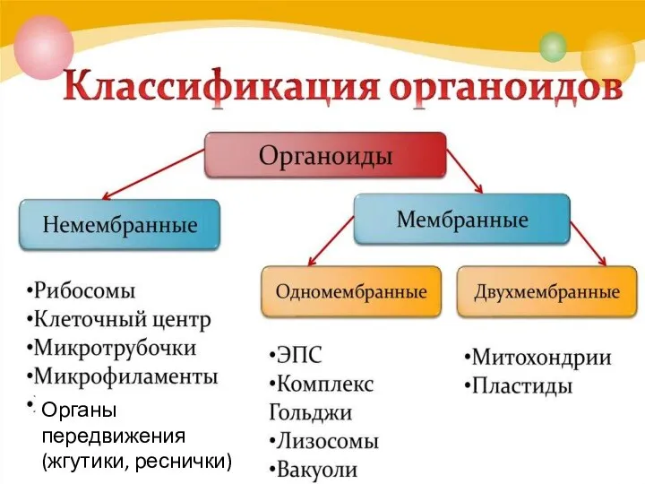 Органы передвижения (жгутики, реснички)