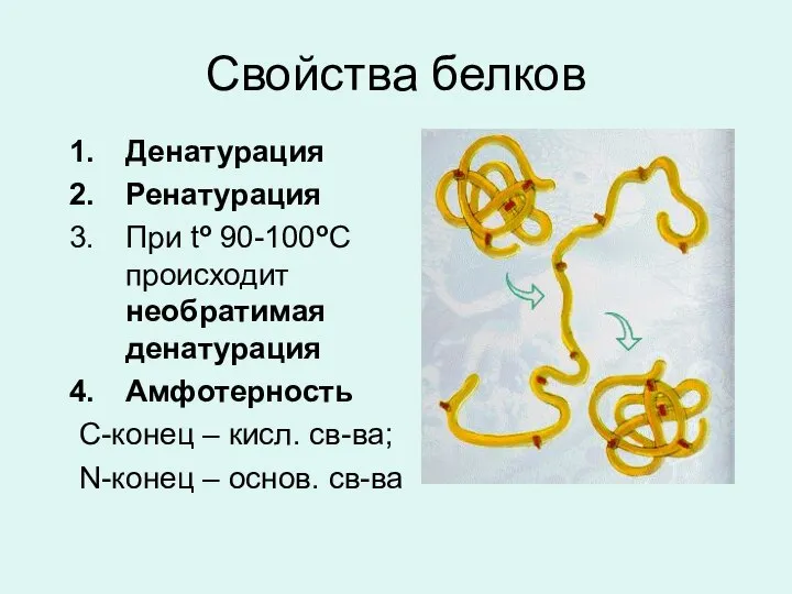 Свойства белков Денатурация Ренатурация При to 90-100oC происходит необратимая денатурация Амфотерность