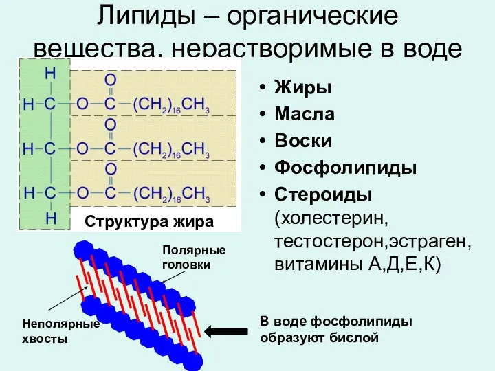 Липиды – органические вещества, нерастворимые в воде Жиры Масла Воски Фосфолипиды