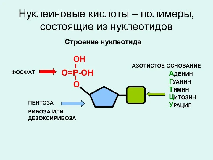 Нуклеиновые кислоты – полимеры, состоящие из нуклеотидов Строение нуклеотида