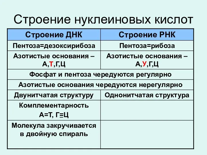 Строение нуклеиновых кислот _