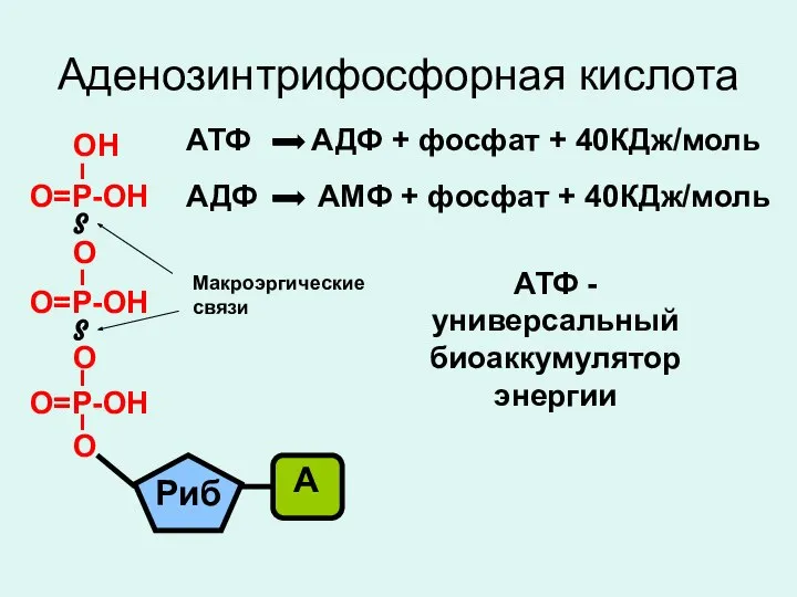 Аденозинтрифосфорная кислота Макроэргические связи АТФ АДФ + фосфат + 40КДж/моль АДФ