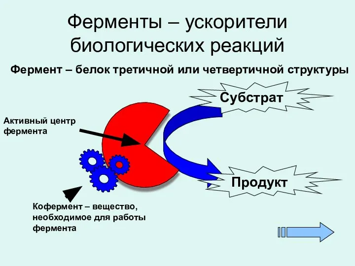 Ферменты – ускорители биологических реакций Фермент – белок третичной или четвертичной структуры