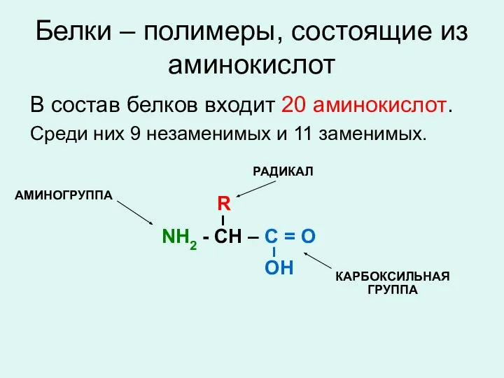 Белки – полимеры, состоящие из аминокислот В состав белков входит 20