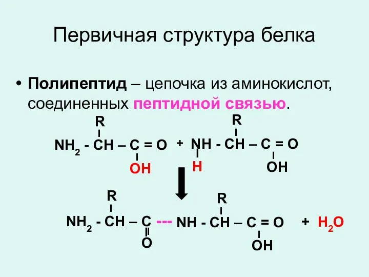 Первичная структура белка Полипептид – цепочка из аминокислот, соединенных пептидной связью. + H2O