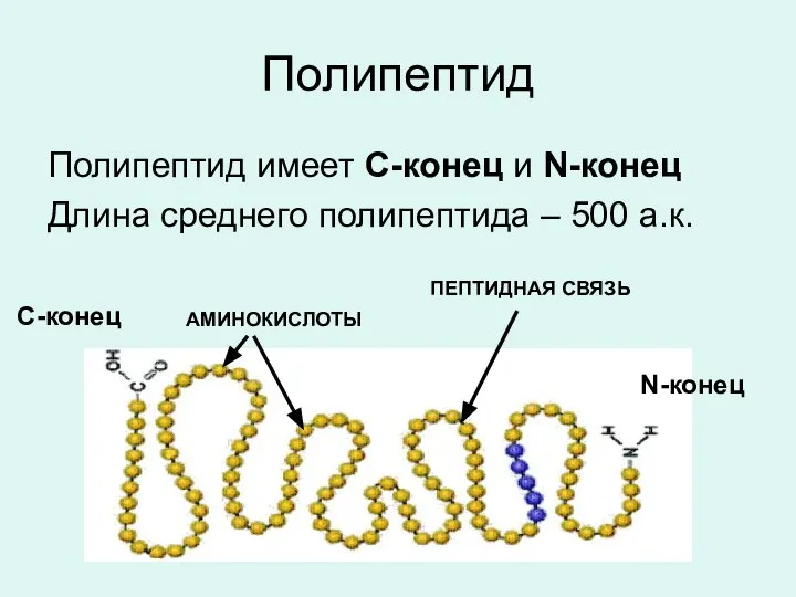 Полипептид Полипептид имеет С-конец и N-конец Длина среднего полипептида – 500