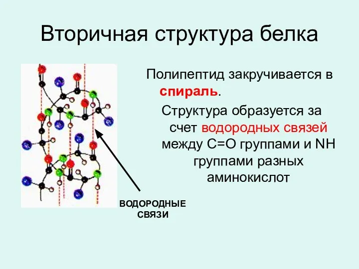 Вторичная структура белка Полипептид закручивается в спираль. Структура образуется за счет