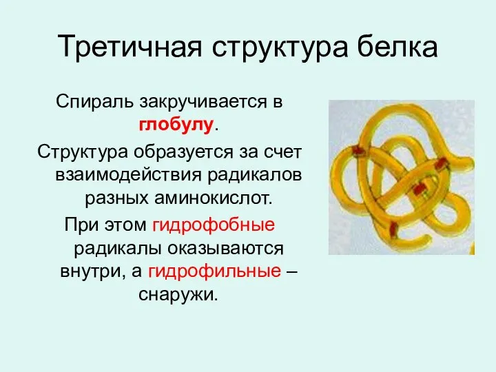 Третичная структура белка Спираль закручивается в глобулу. Структура образуется за счет