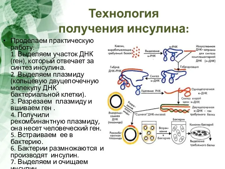 Технология получения инсулина: Проделаем практическую работу: 1. Выделяем участок ДНК (ген),