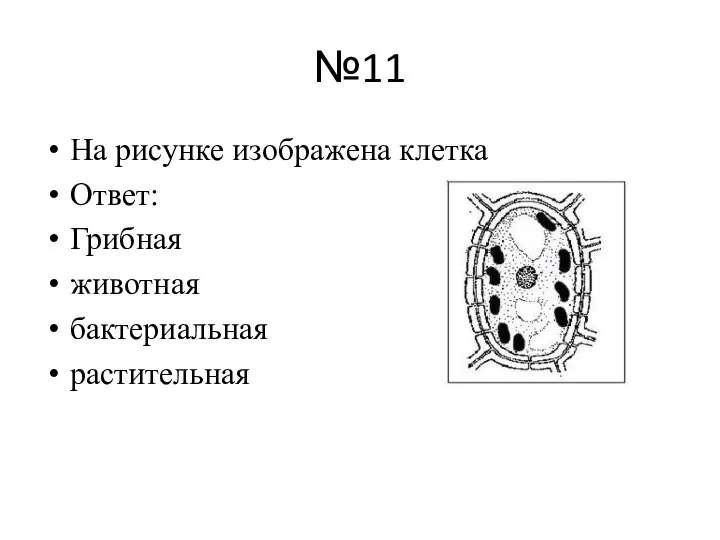 №11 На рисунке изображена клетка Ответ: Грибная животная бактериальная растительная