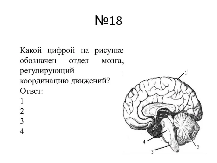 №18 Какой цифрой на рисунке обозначен отдел мозга, регулирующий координацию движений? Ответ: 1 2 3 4