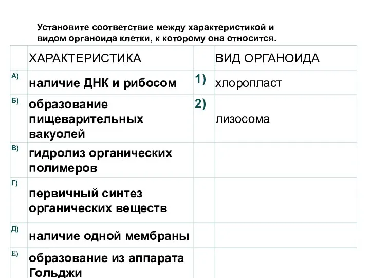 Установите соответствие между характеристикой и видом органоида клетки, к которому она относится.