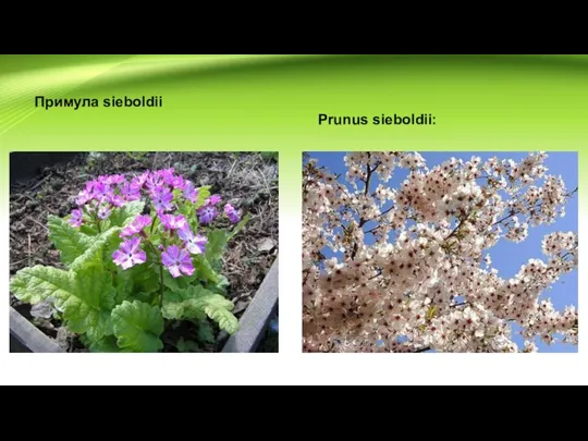 Примула sieboldii Prunus sieboldii: