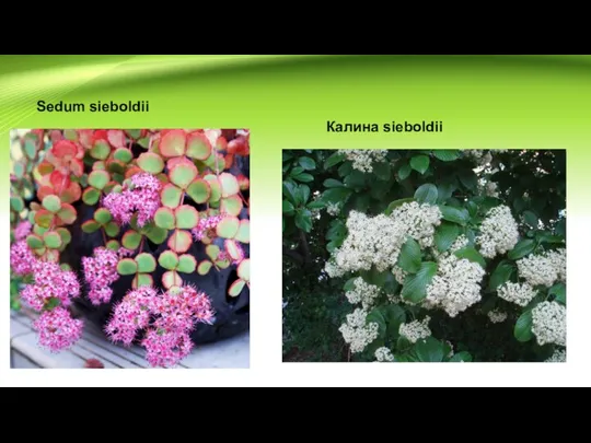 Sedum sieboldii Калина sieboldii