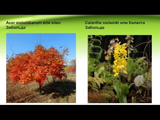 Acer sieboldianum или клен Зибольда Calanthe sieboldii или Каланта Зибольда