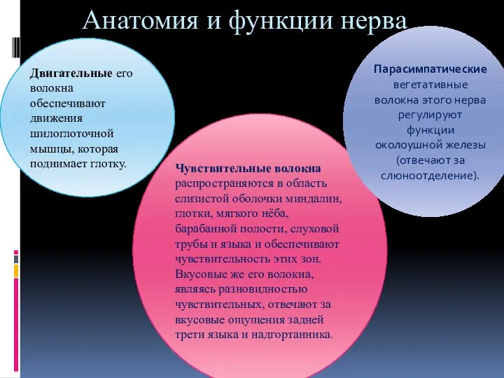 Анатомия и функции нерва Двигательные его волокна обеспечивают движения шилоглоточной мышцы,