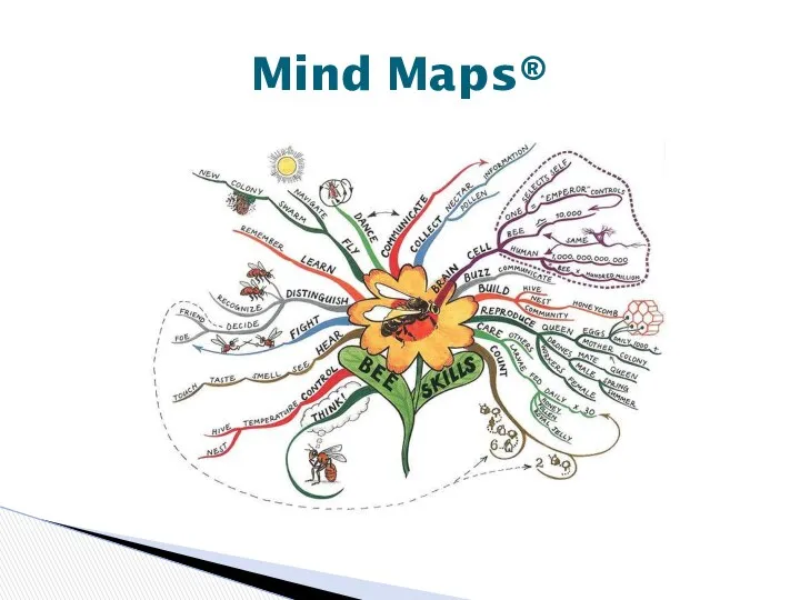 Mind Maps®