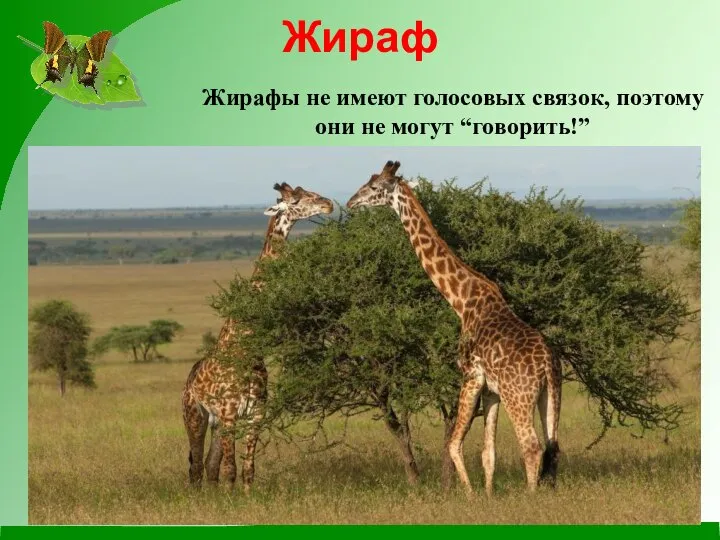 Жираф Жирафы не имеют голосовых связок, поэтому они не могут “говорить!”