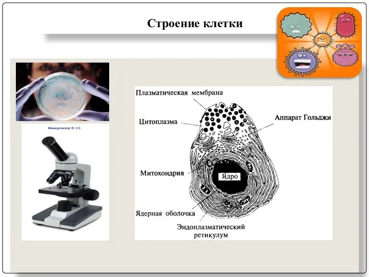 Строение клетки