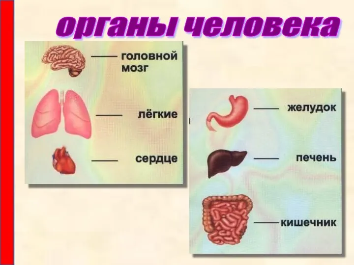 органы человека