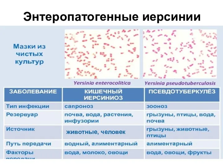 Энтеропатогенные иерсинии животные, человек