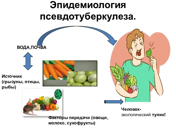 Эпидемиология псевдотуберкулеза. ВОДА,ПОЧВА Человек-экологический тупик! Факторы передачи (овощи, молоко, сухофрукты) Источник (грызуны, птицы, рыбы)