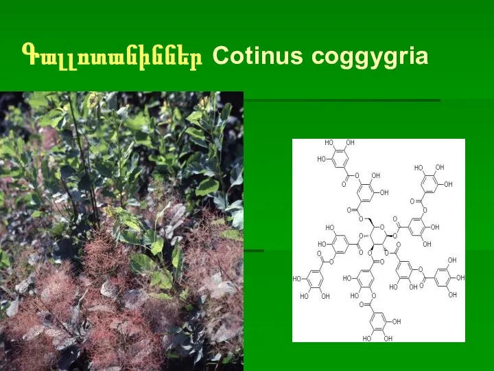 Գալլոտանիններ Cotinus coggygria