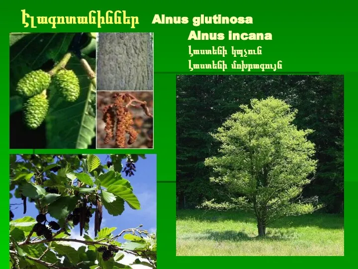 Էլագոտանիններ Alnus glutinosa Alnus incana Լաստենի կպչուն Լաստենի մոխրագույն