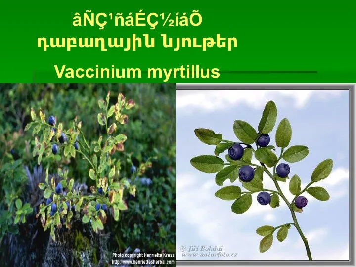 âÑÇ¹ñáÉÇ½íáÕ դաբաղային նյութեր Vaccinium myrtillus