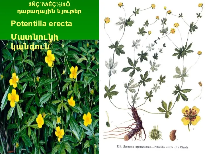 âÑÇ¹ñáÉÇ½íáÕ դաբաղային նյութեր Potentilla erecta Մատնունի կանգուն