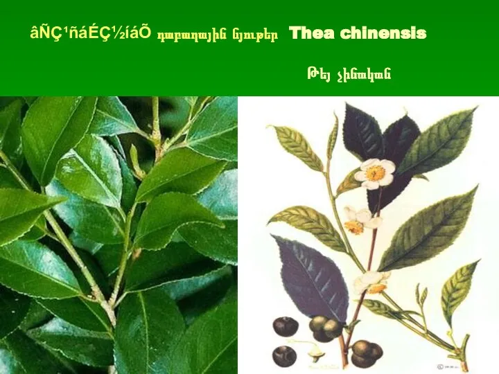 âÑÇ¹ñáÉÇ½íáÕ դաբաղային նյութեր Thea chinensis Թեյ չինական