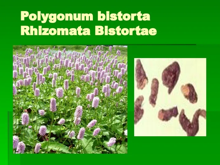 Polygonum bistorta Rhizomata Bistortae