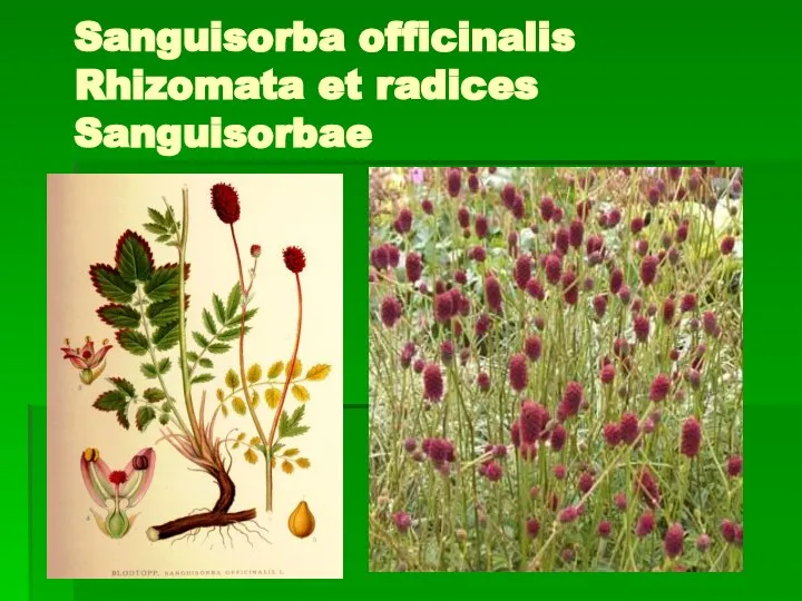 Sanguisorba officinalis Rhizomata et radices Sanguisorbae