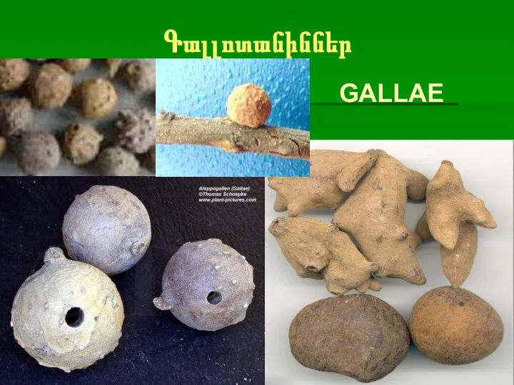 Գալլոտանիններ GALLAE