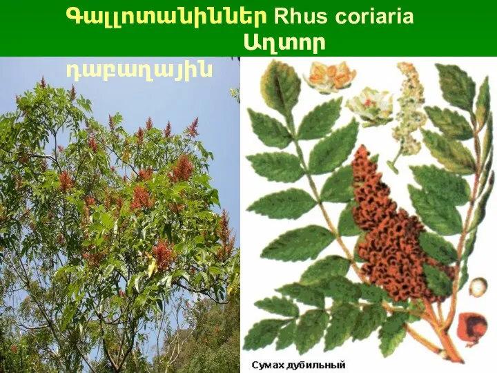 Գալլոտանիններ Rhus coriaria Աղտոր դաբաղային