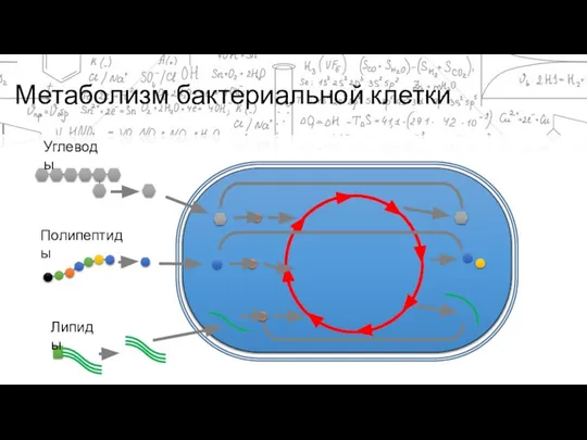 Метаболизм бактериальной клетки Углеводы Полипептиды Липиды