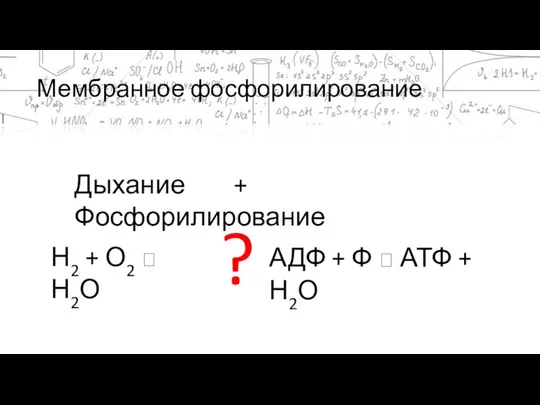 Мембранное фосфорилирование Дыхание + Фосфорилирование Н2 + О2 ? Н2О АДФ