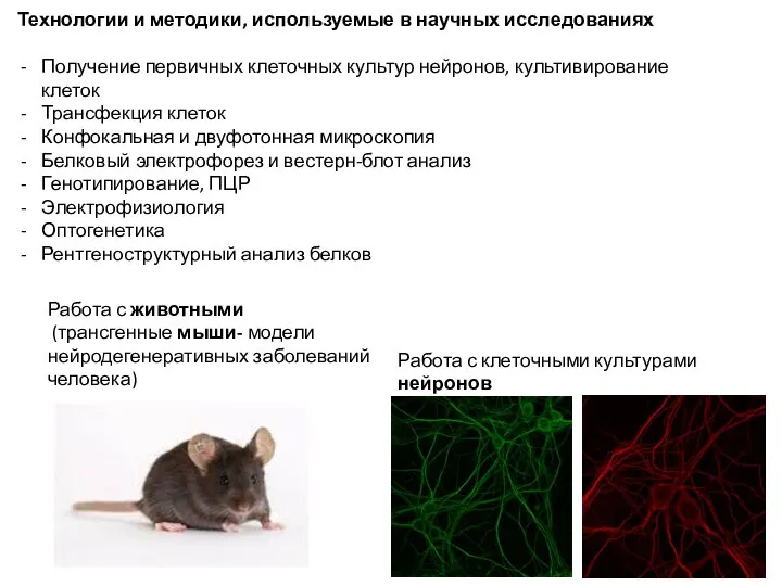 Технологии и методики, используемые в научных исследованиях Получение первичных клеточных культур