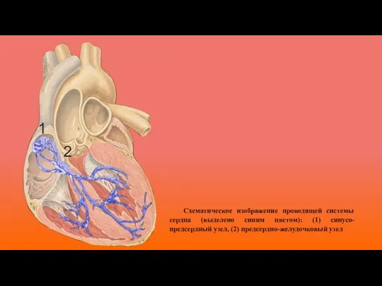 Схематическое изображение проводящей системы сердца (выделено синим цветом): (1) синусо-предсердный узел, (2) предсердно-желудочковый узел