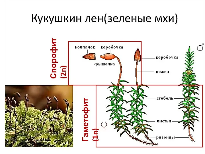 Гаметофит (1n) Спорофит (2n)