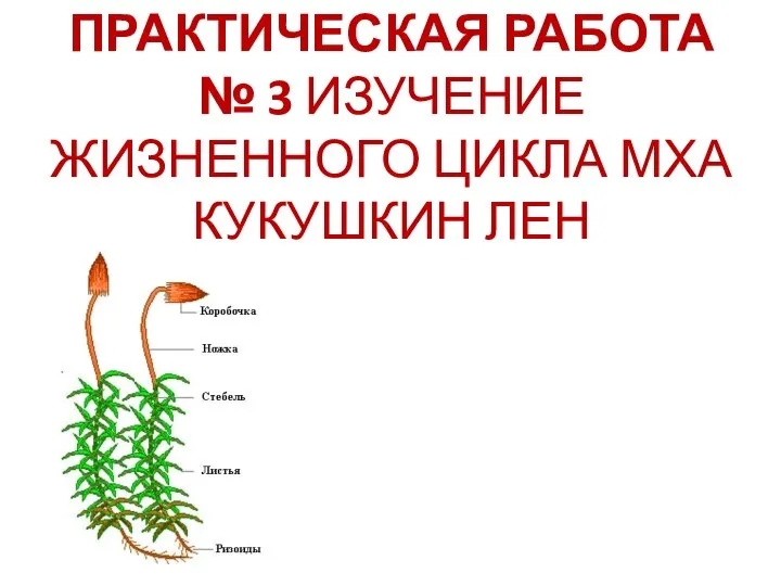 ПРАКТИЧЕСКАЯ РАБОТА № 3 ИЗУЧЕНИЕ ЖИЗНЕННОГО ЦИКЛА МХА КУКУШКИН ЛЕН