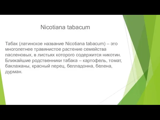 Nicotiana tabacum Табак (латинское название Nicotiana tabacum) – это многолетнее травянистое