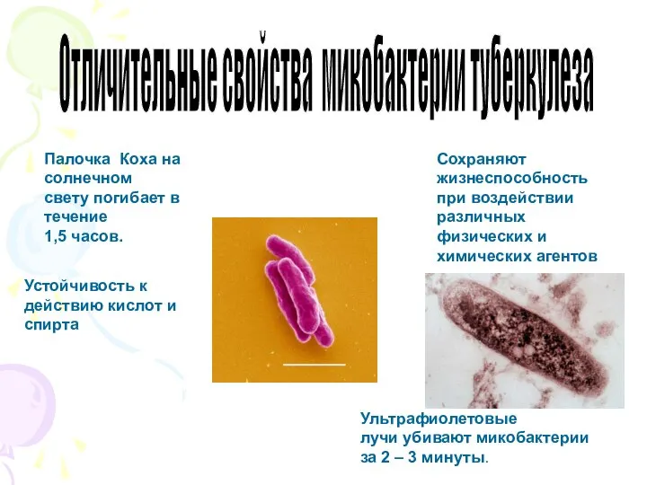 Отличительные свойства микобактерии туберкулеза Палочка Коха на солнечном свету погибает в