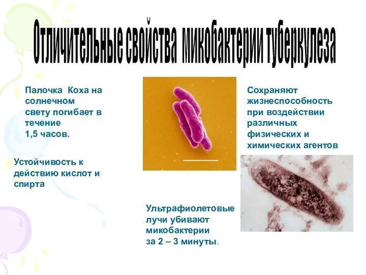 Отличительные свойства микобактерии туберкулеза Палочка Коха на солнечном свету погибает в